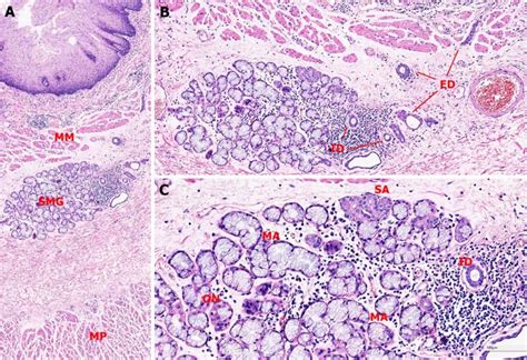 Esophageal Glands Histology