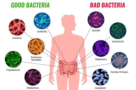 Maintaining Gut Flora Balance El Paso TX Sciatica Pain And