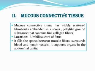 Connective tissue | PPT