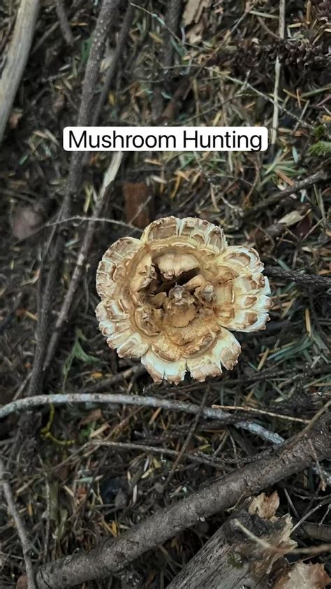 Mushroom Hunting