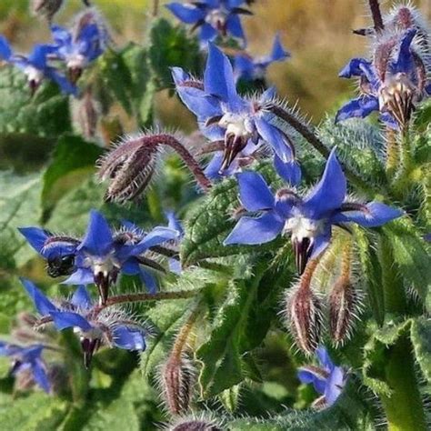 Blue Star Borage Borago Officinalis Herb Flower Seeds Flower