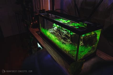 Low Tech Bookshelf Nano Planted Aquariums Rainforest Concepts