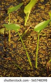 Invasive Plants Louisiana Swamp Stock Photo 565748398 | Shutterstock