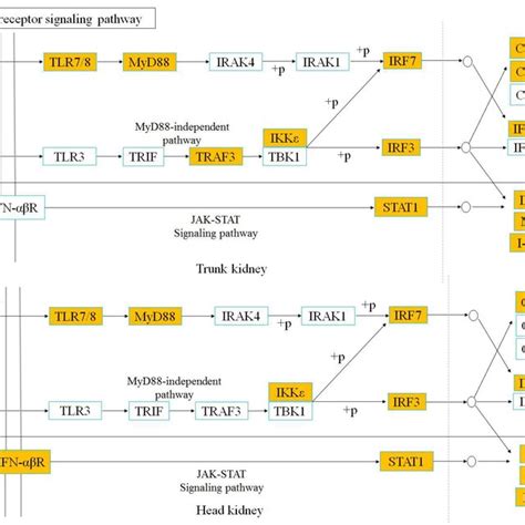 Toll Like Receptor Signaling Pathway Was Analyzed And Simplified From Download Scientific