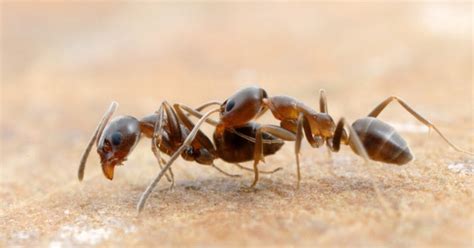 Invasive Species Week The Argentine Ant Redefine Kcet