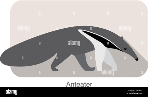 Anteater Walking And Searching Side View Vector Illustration Stock Vector Image And Art Alamy