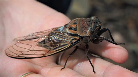 Cicada Geddon Us To Witness Biggest Zombie Insect Invasion In 221