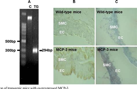 Figure From Functions Of Monocyte Chemotactic Protein In Transgenic