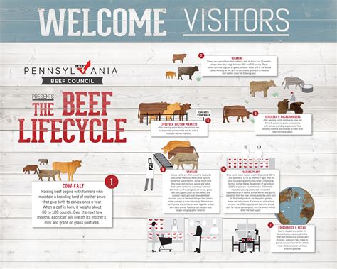 Cattle Breeding Cycle