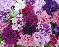 Petunia Tumbelina Belinda Trailing Double Petunia Belinda In