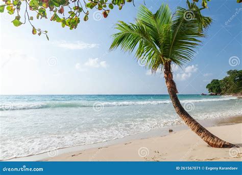 Tropical Beach with Palm Tree Stock Image - Image of holiday, hawaii: 261567071