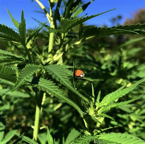 100 Organic Maine Hemp Farm