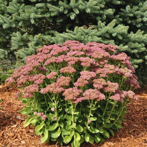 Sedum Spectabile Autumn Joy In Hairy Pot The Nunhead Gardener