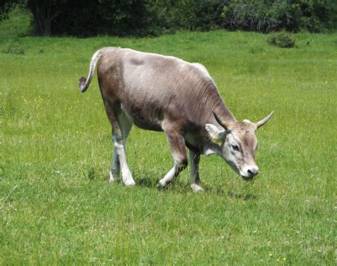 beef cattle   photo  pixabay pixabay