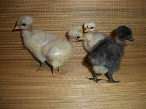 Naked Neck Turken Thread Page 652 BackYard Chickens Learn How To Raise Chickens