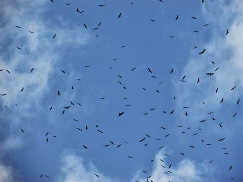 Central America: Broad-winged hawk migration