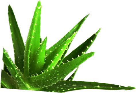 Aloe Vera Png Transparent Images