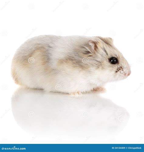 Russian Dwarf Hamster Royalty Free Stock Images - Image: 24134409