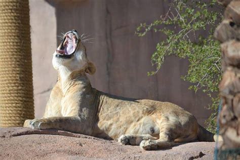 Abu Dhabi Zoo | Zoo, Animals, Abu dhabi