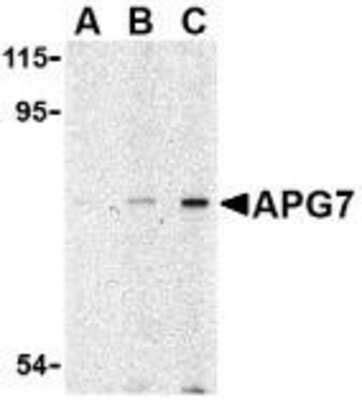 Atg Antibody Bsa Free Nbp Novus Biologicals