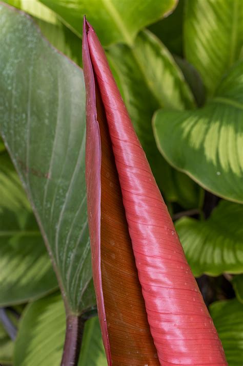 Curled Leaf Naples Botanical Garden Naples FL Bill Flickr