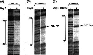 In Vitro DNase I Footprinting Analysis Of The Unmethylated Wild Type P