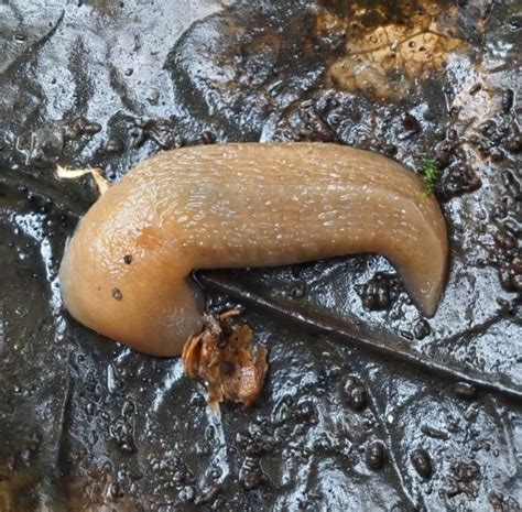 Ash Grey Slug Naturespot