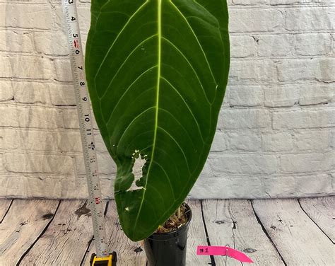 Anthurium Hybrid Warocqueanum X Waterburyanum Usa Etsy