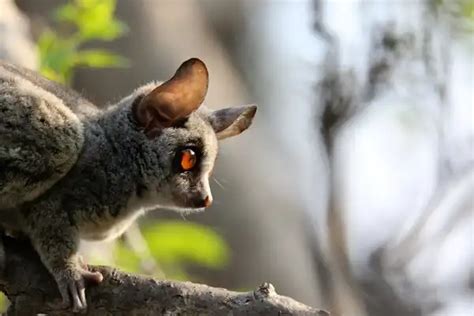 Bush Baby - Facts, Size, Diet, Pictures - All Animal Facts