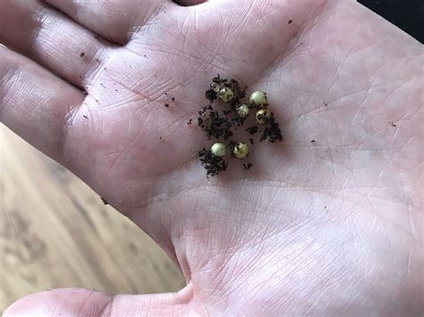 I Just Found These Balls In The Soil Of One Of My House Plants Anyone