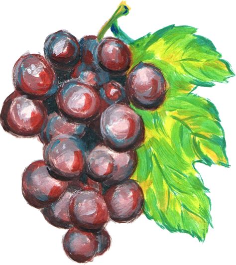 Download High Quality Grape Clipart Watercolor Transparent Png Images