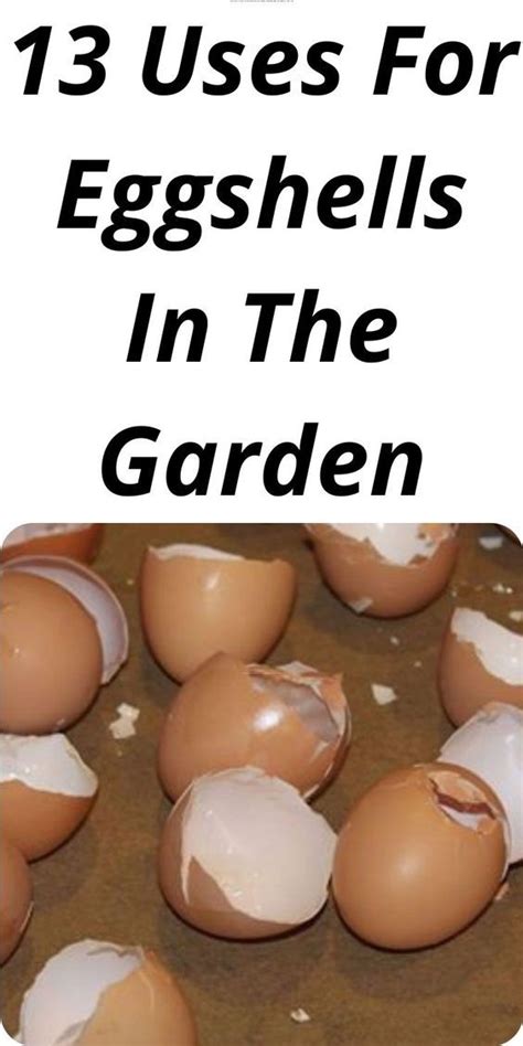 Eggshells Clues How To Use Egg Shells In Your Garden Artofit