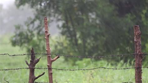 Falling Into Deep Sleep Instantly Rain Sounds For Sleeping 30 Minutes