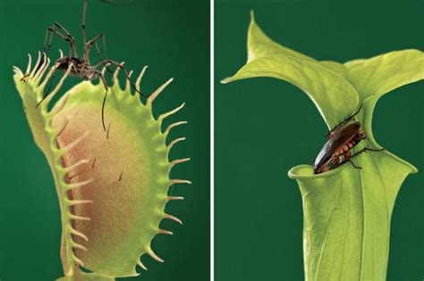 Las Plantas Carn Voras Manipulan Su Entorno Para Sobrevivir Y Capturar