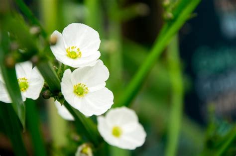 Premium Photo | White flowers in the garden