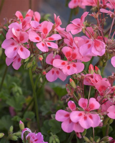 G Rtnerei Hegemann Pelargonium Peltatum Geranie H Ngend