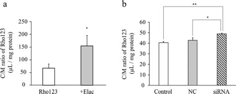 P Glycoproteinmediated Pharmacokinetic Interactions Increase Pimozide