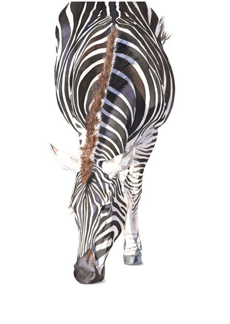 Zebra Print Of Watercolour Painting A4 Size Medium Print Z4315 Zebra