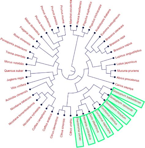 Circular cladogram of GhALMT1 and various plant species. The Malvaceae ...