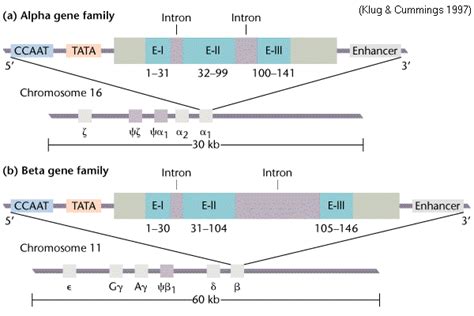 Gene Organization In Globin Gene Families