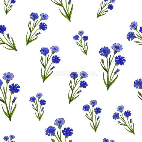 Seamless Pattern With Cornflowers Stock Vector Illustration Of Plant