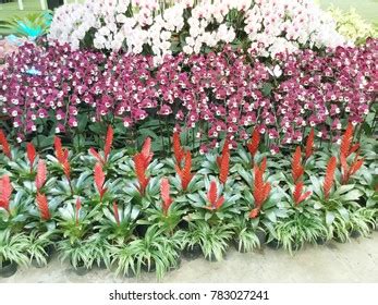 Modern Orchid Garden Design Stock Photo 784185379 | Shutterstock