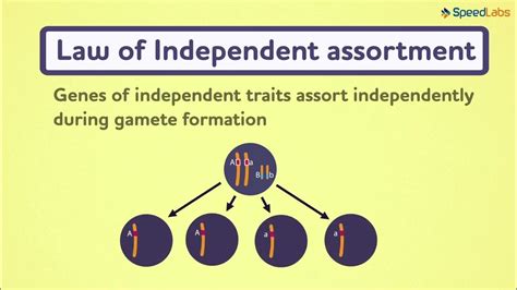 Class 10 Science Ch 13 Heredity And Evolution Topic Law Of Independent Assortment And Dominance