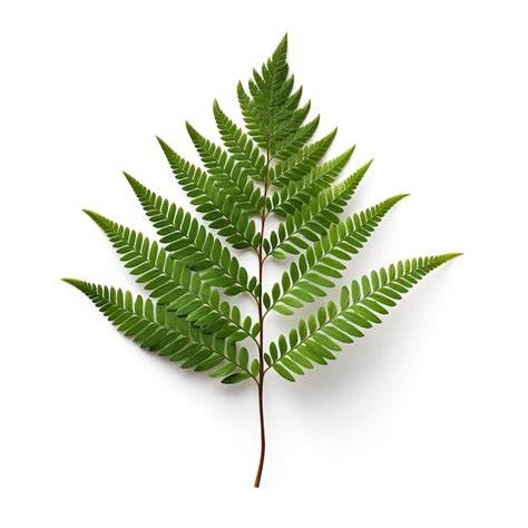 Beautiful Redwood Leaf Isolated On White Background Premium Ai