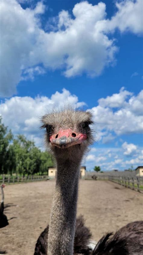 Ostrich on the farm stock image. Image of monkey, tree - 269575337