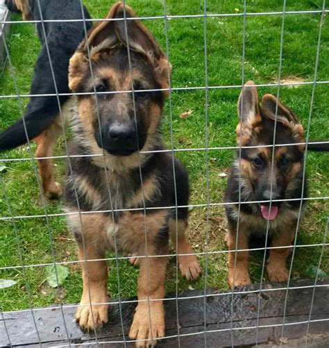 German Shepherd Service Dog Breeders Petsidi