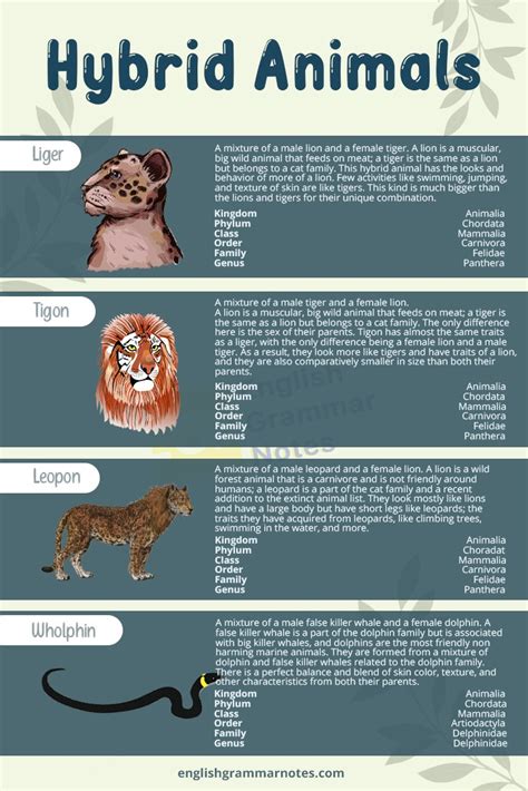 Hybrid Animals | List of Hybrid Animals With Description – English Grammar Notes