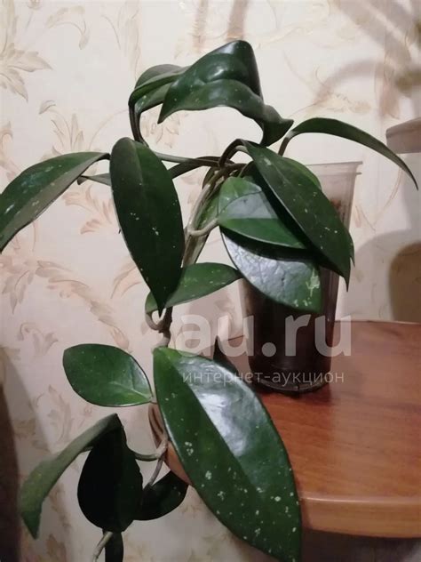 Хойя — купить в Красноярске. Горшечные растения и комнатные цветы на ...