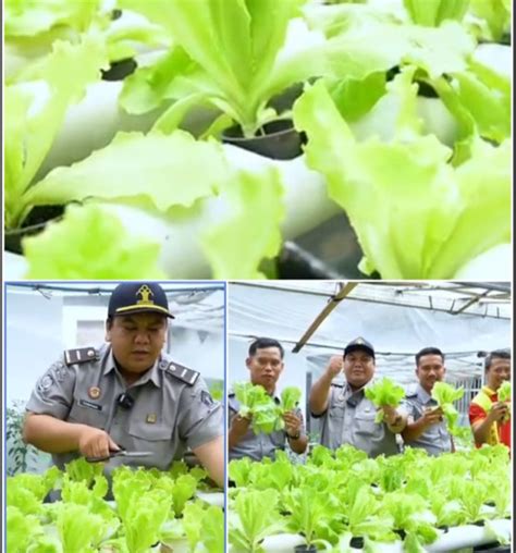 Warga Binaan Rutan Medan Panen Sayuran Hidroponik Elbagus