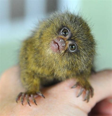 World Meet Ninita Watch The Pygmy Marmoset Get Brushed With A